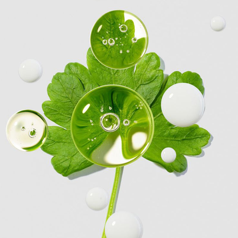 Centella Asiatica Extract