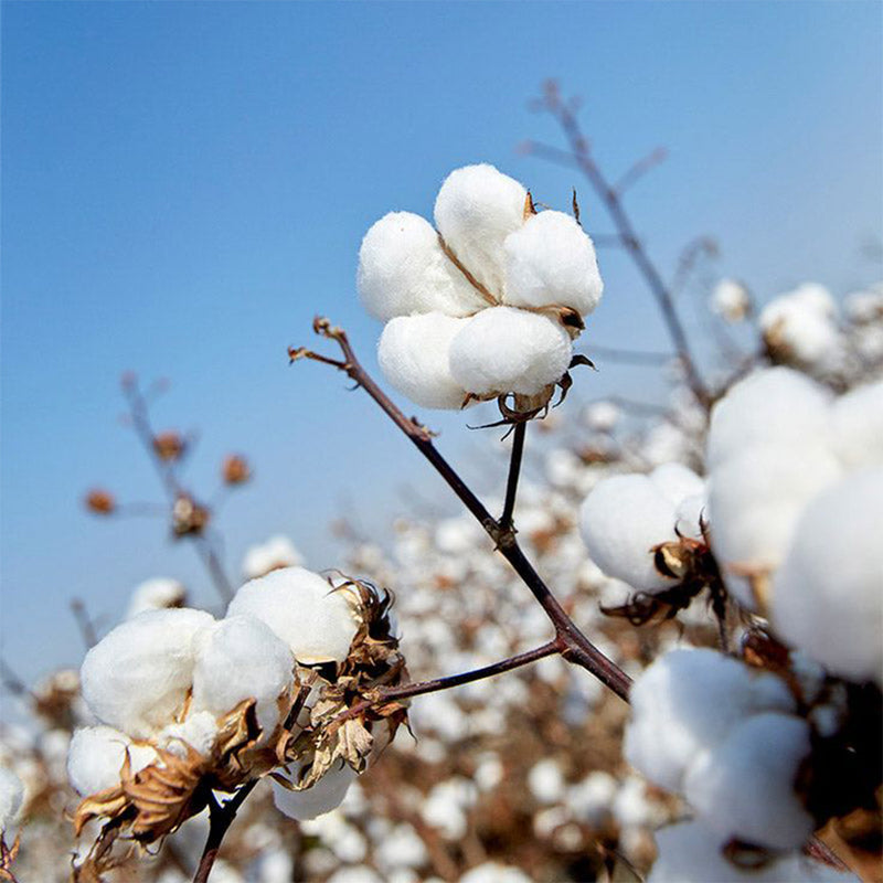 Cotton