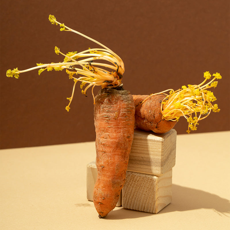 Ginseng Root Extract 